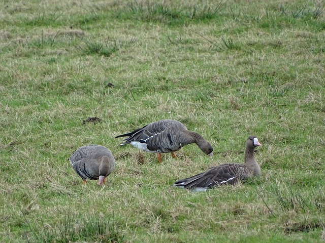 灰熊需要平 灰熊需要平